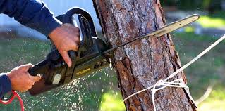 Best Hazardous Tree Removal  in Rochelle, GA
