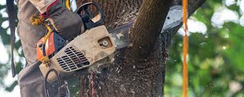 Pest Control for Lawns in Rochelle, GA