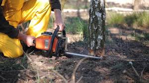 Best Leaf Removal  in Rochelle, GA