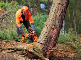 Best Tree Mulching  in Rochelle, GA