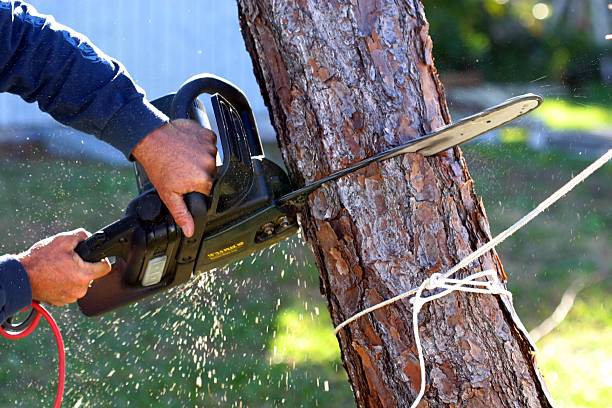 Best Tree Disease Treatment  in Rochelle, GA