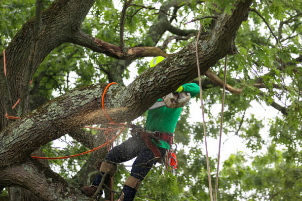 Best Arborist Consultation Services  in Rochelle, GA