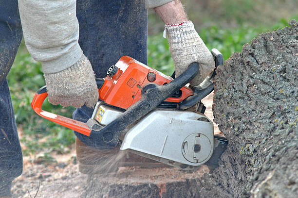 Best Stump Grinding and Removal  in Rochelle, GA