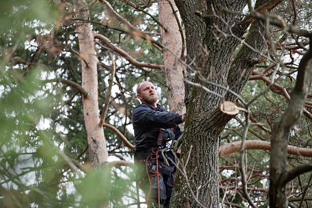 Best Tree Fertilization  in Rochelle, GA